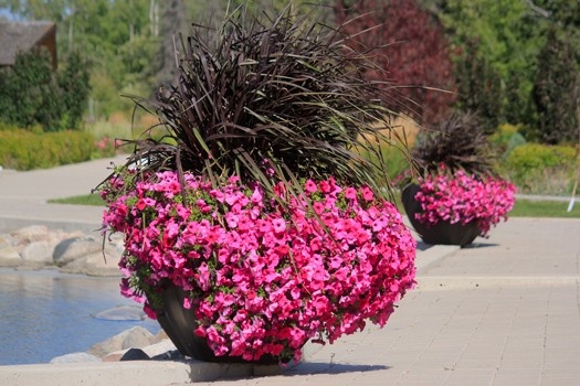 Large commercial outdoor planter with vibrant flowers in landscaped public walkway.